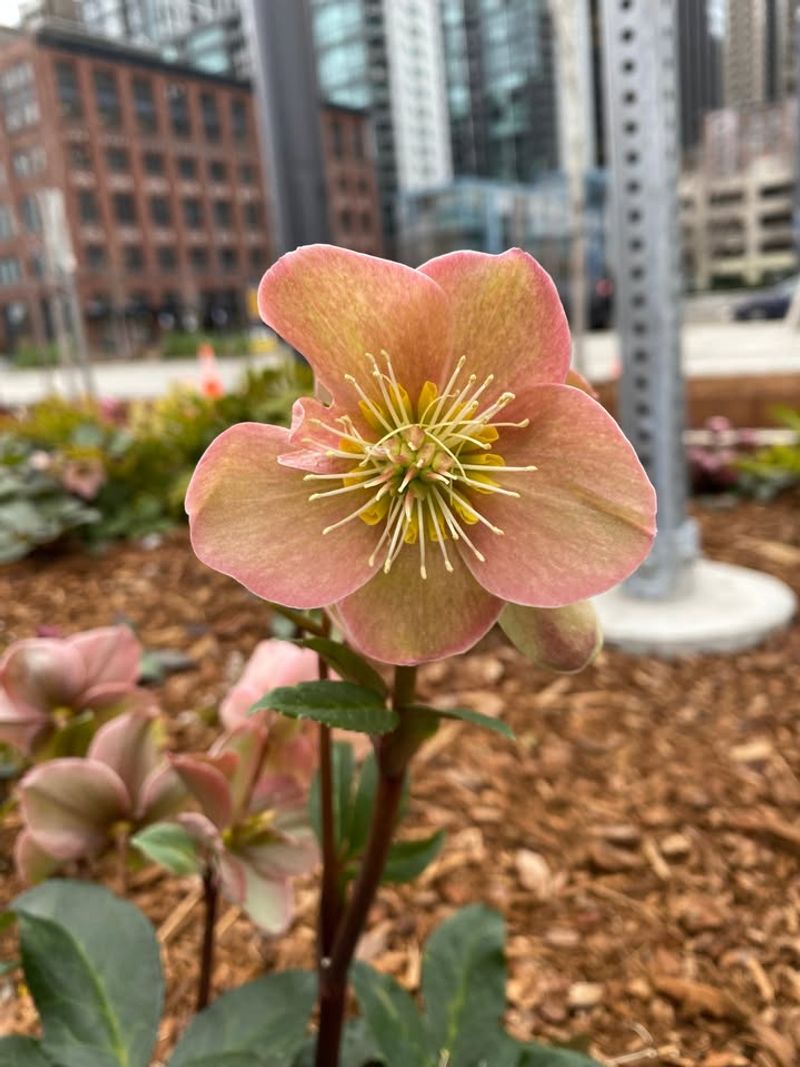Falling For Mislabeled Or Generic Hellebore Varieties
