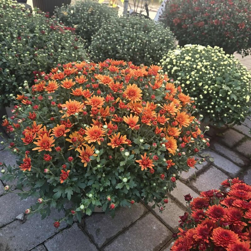 Ignoring The Root System Before Purchase