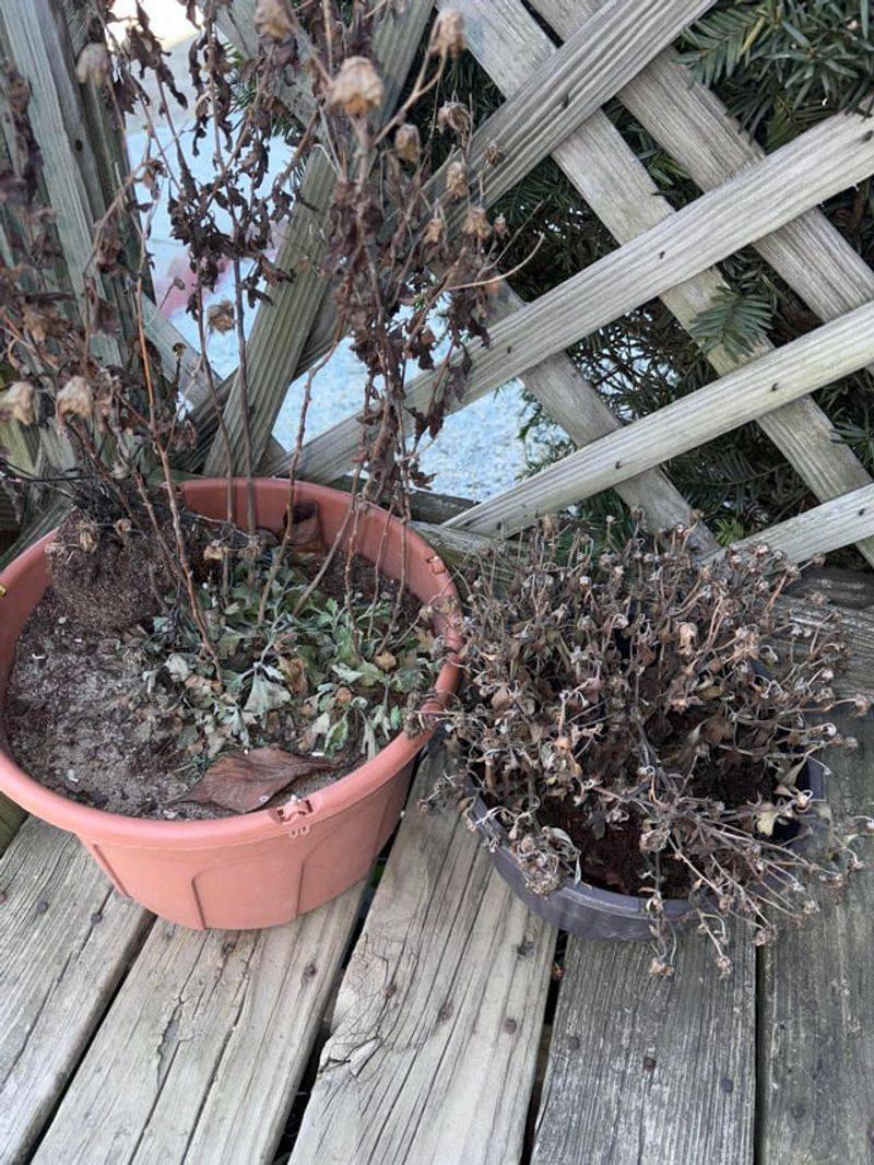 Ignoring The Root System Before Purchase