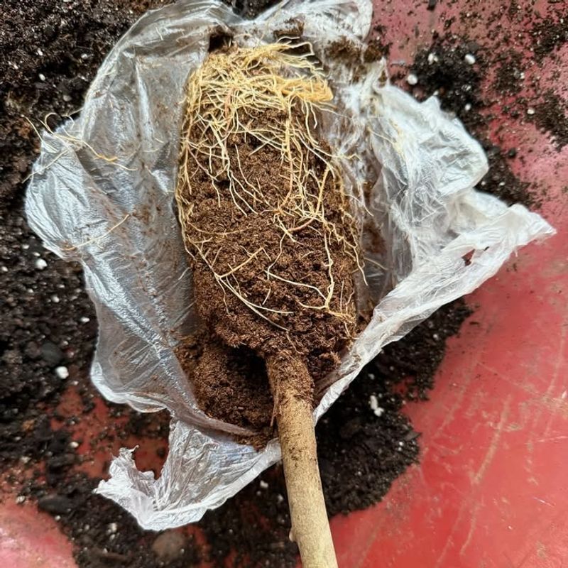 Overlooking Root-Bound Specimens