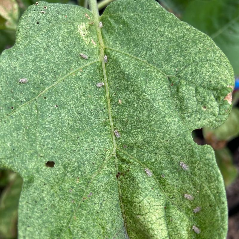 Selecting Plants With Pest Infestations