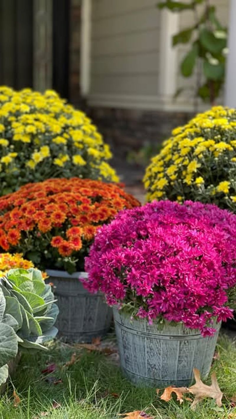 Selecting Mums In Flimsy Or Undersized Containers