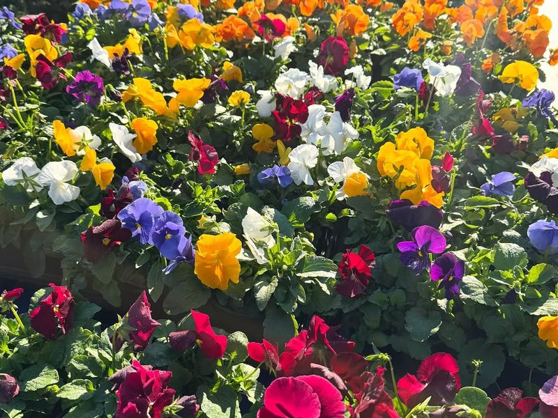 Choosing Plants Already In Full Bloom