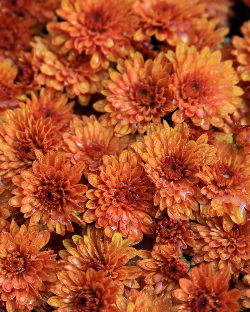 Choosing Plants Already in Full Bloom