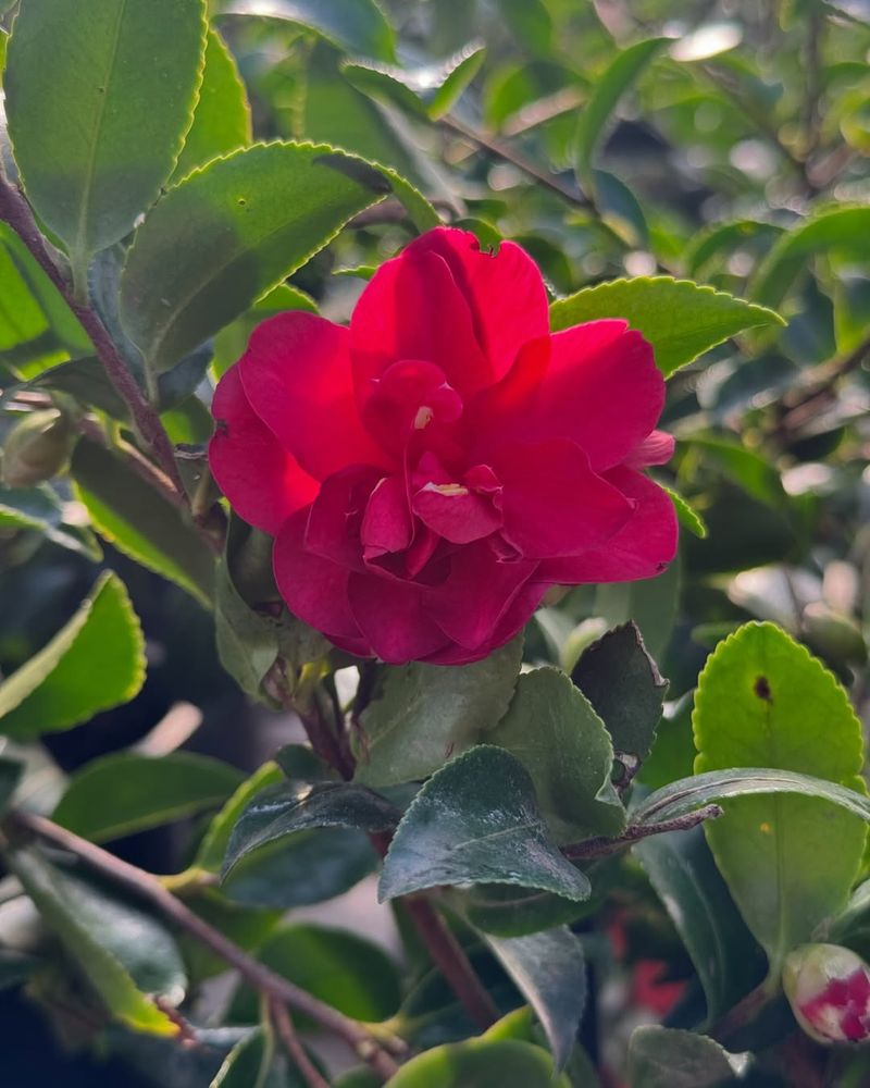 Disregarding Fragrance Options