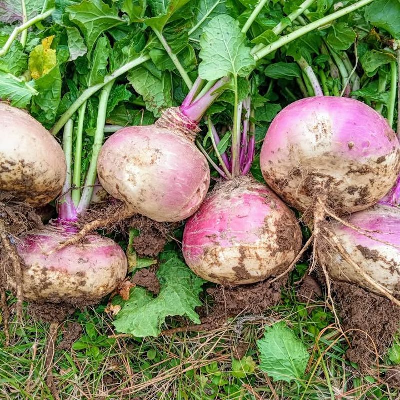 Turnips