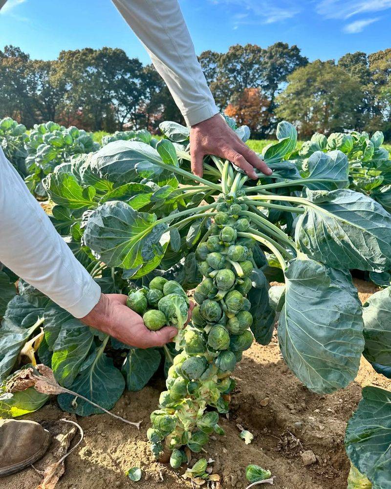 Brussels Sprouts Lose Their Sweetness