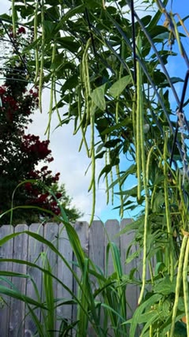 Yard-Long Beans