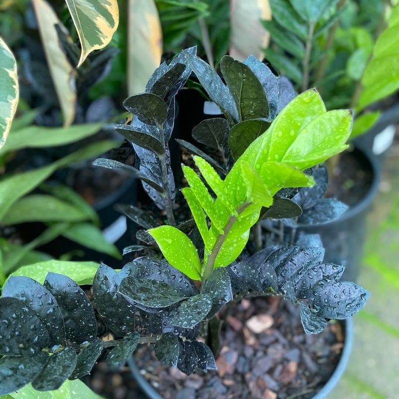 Zamioculcas Zamiifolia Raven