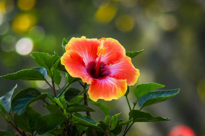 Hibiscus
