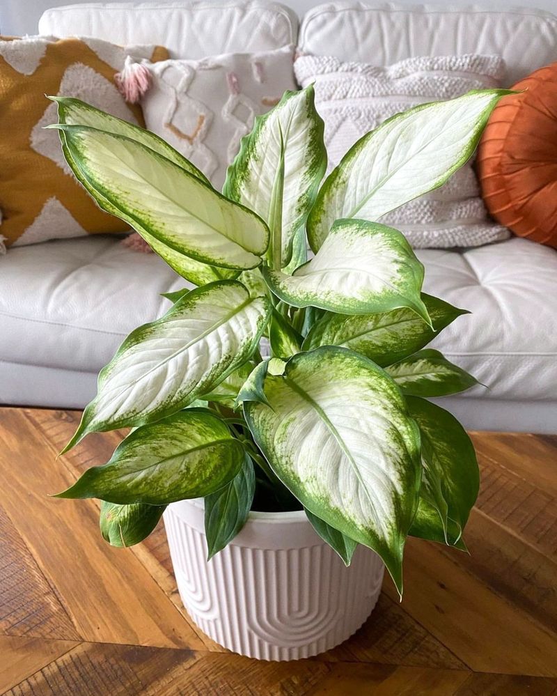 Dieffenbachia