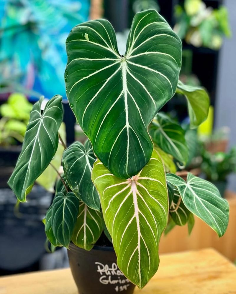 Philodendron Gloriosum