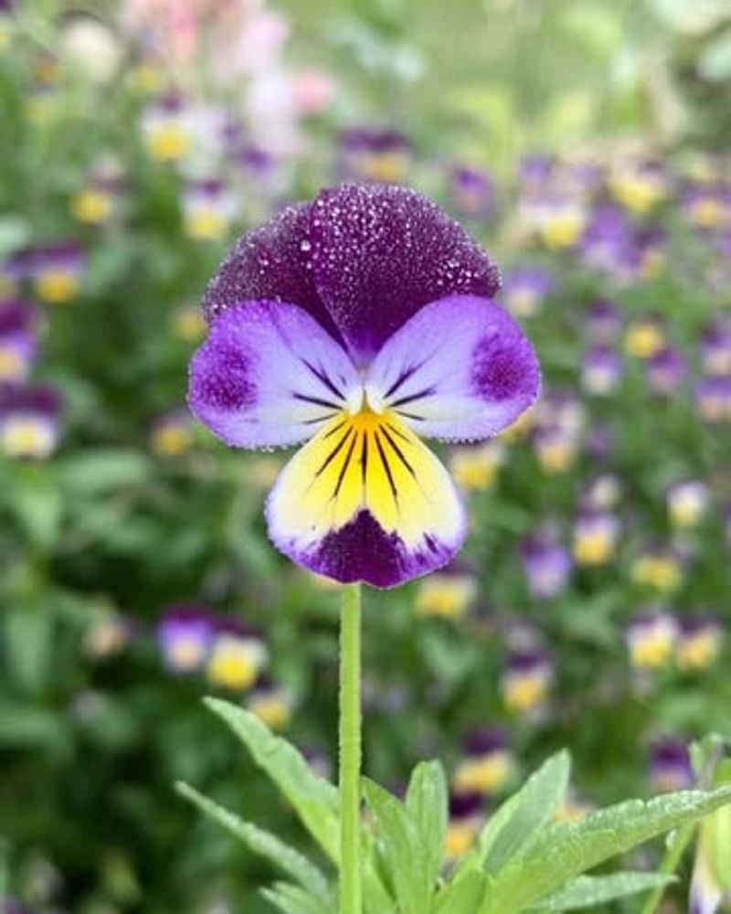 Violas