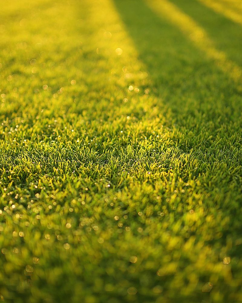 Cool-Season Grasses Thrive In Fall