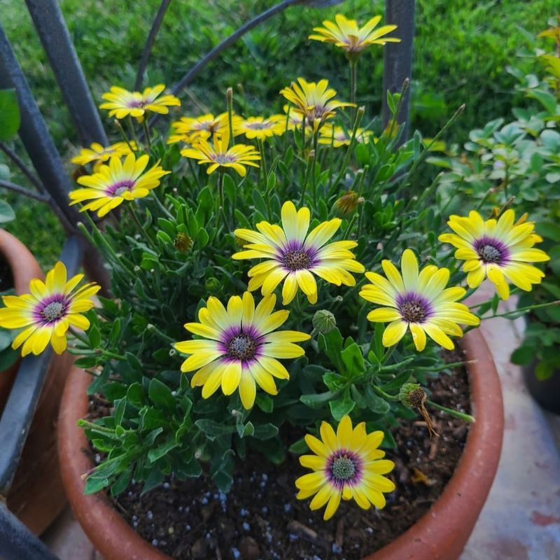 Low Humidity Levels Prevent Disease