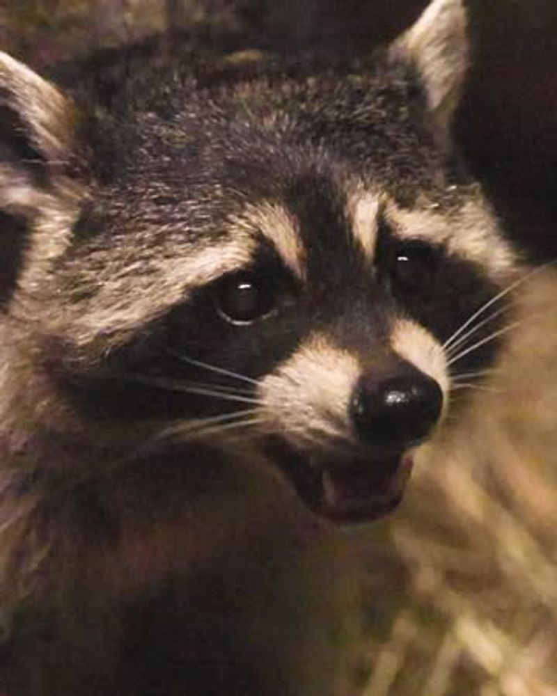 Raccoons Are Most Active At Night
