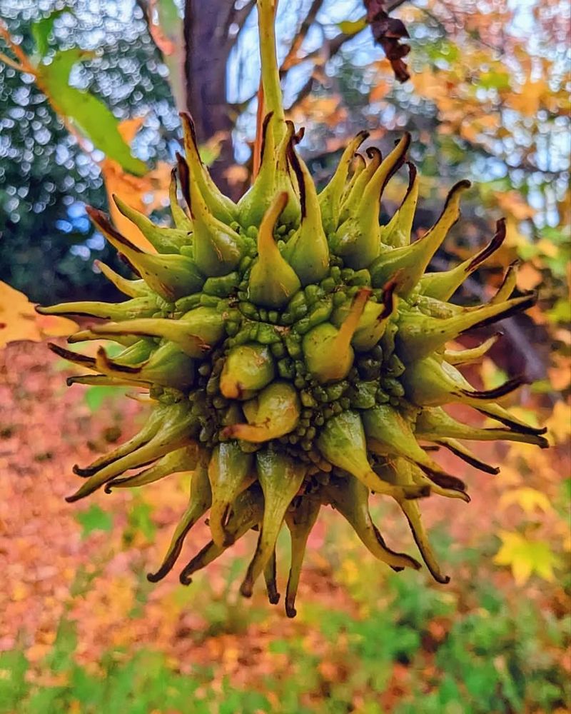 Sweet Gum