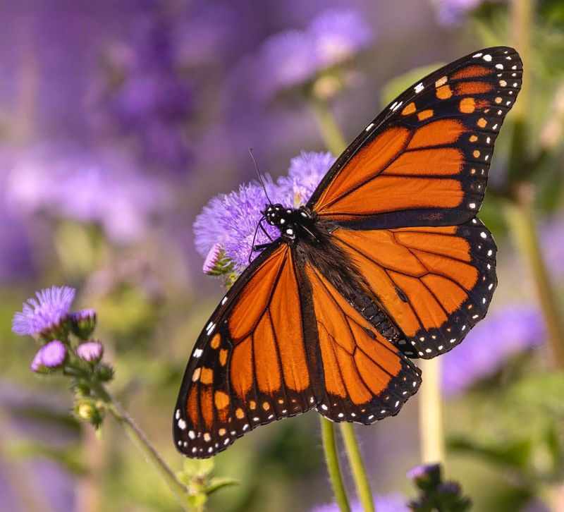 Attracts Helpful Pollinators