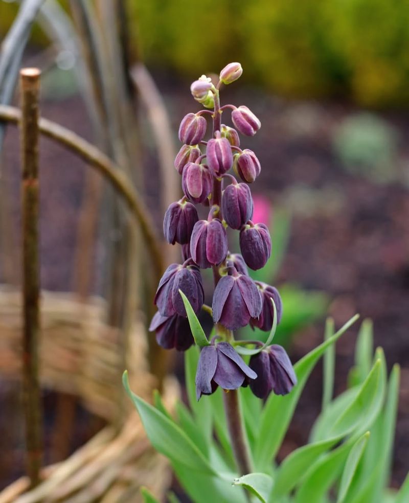 Fritillaria