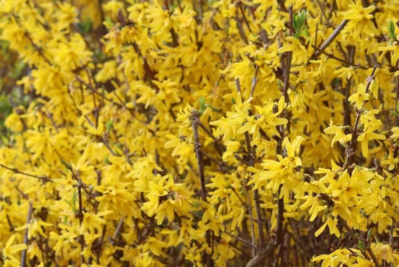 Forsythia (Forsythia x intermedia)