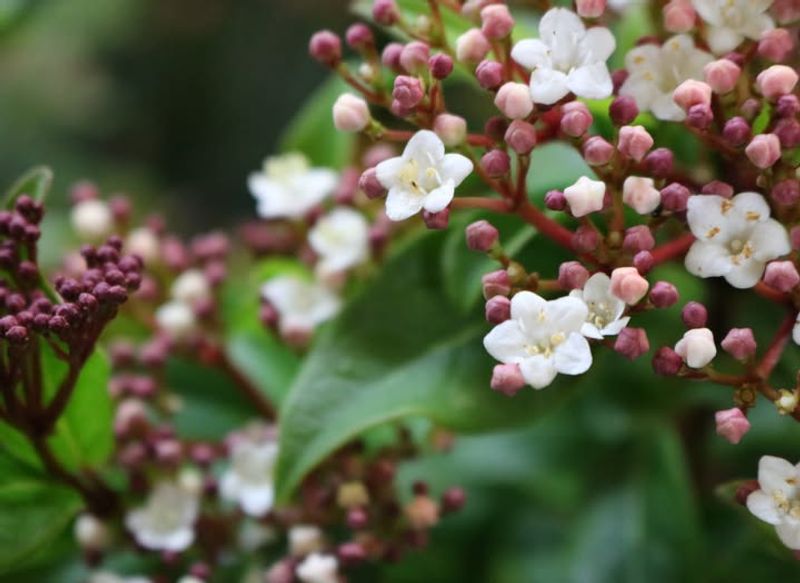 Viburnum Tinus
