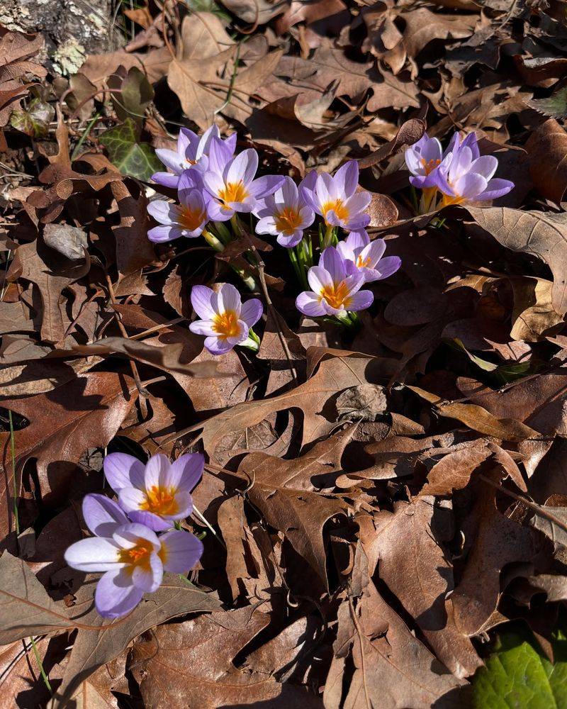 Crocus Bulbs Break Through Snow