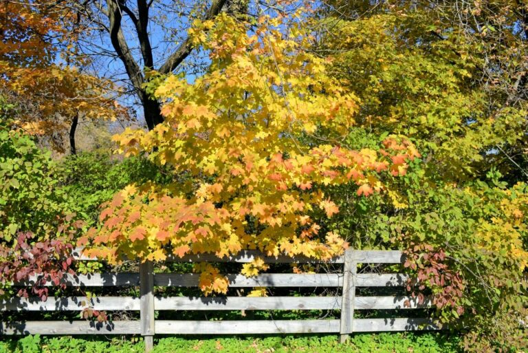 Gold Leaves over the Fence