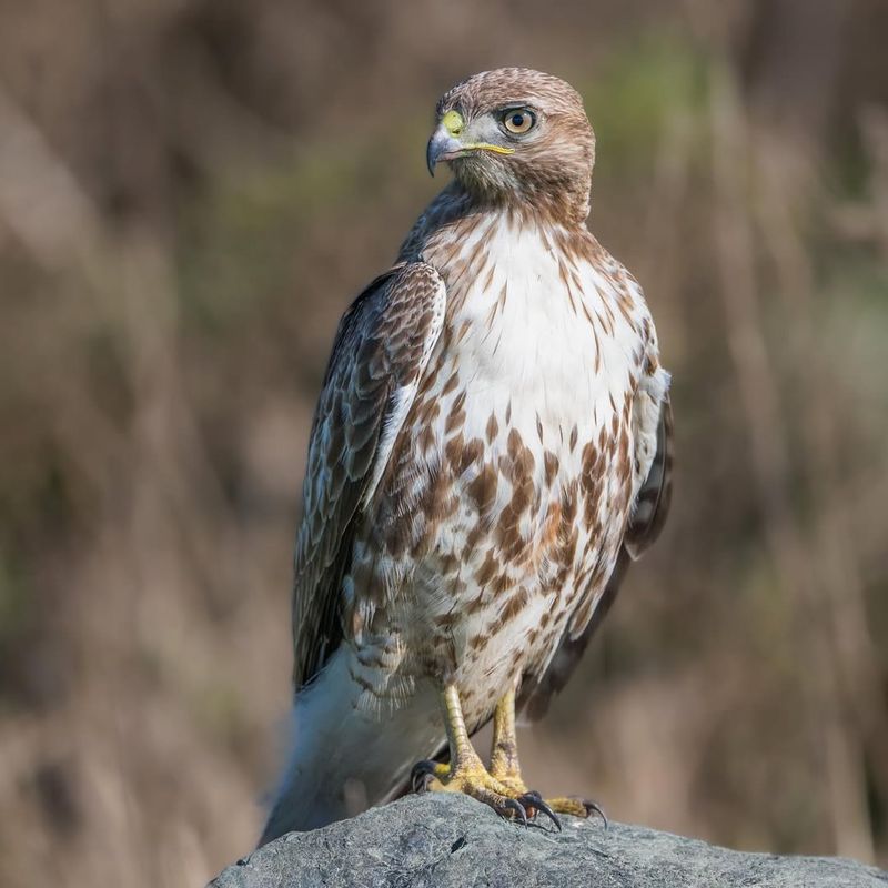 Red-Tailed Hawks