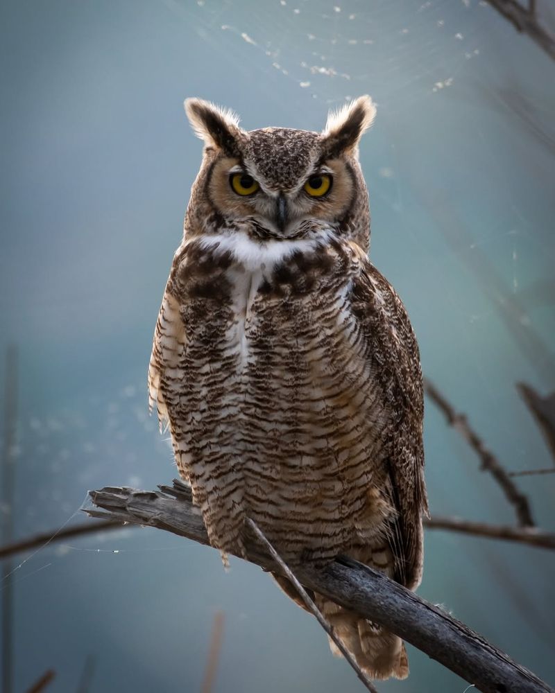 Great Horned Owl