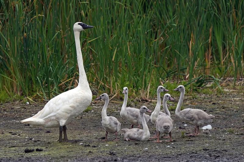 Trumpeter Swans