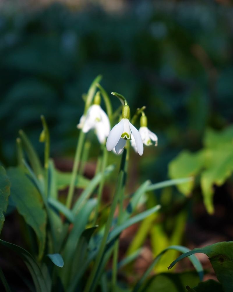 Snowdrops (Galanthus)