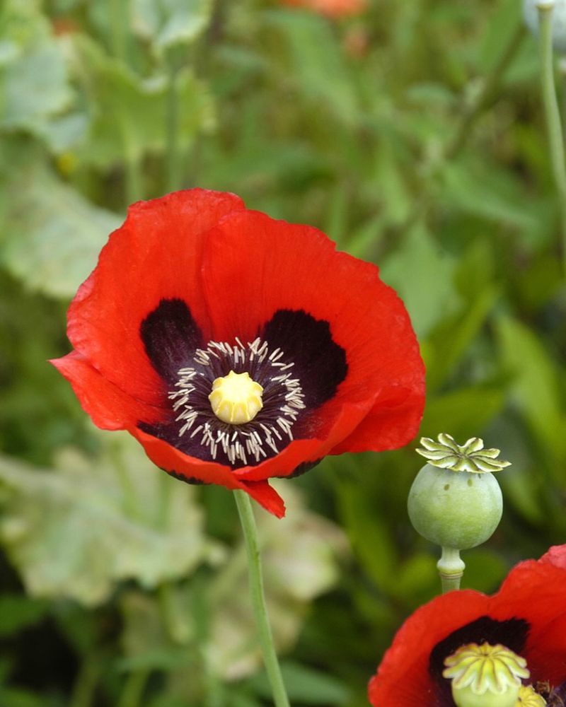 Opium Poppy (Papaver somniferum)
