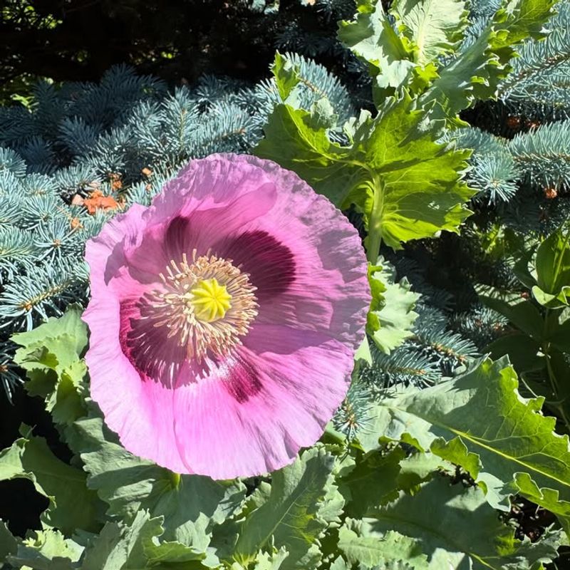Opium Poppies (Papaver somniferum)