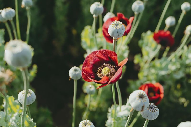 Opium Poppy (Papaver somniferum)