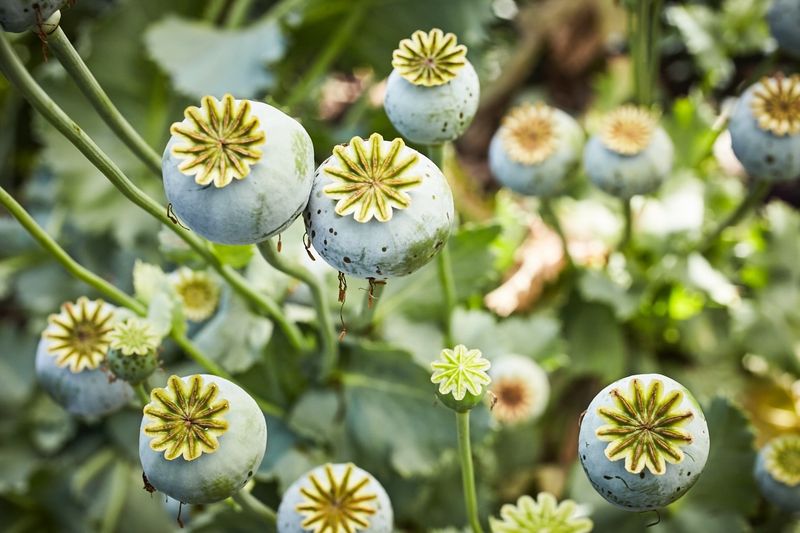 Opium Poppies (Papaver somniferum)