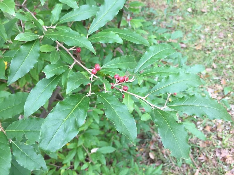 Autumn Olive Shrubs
