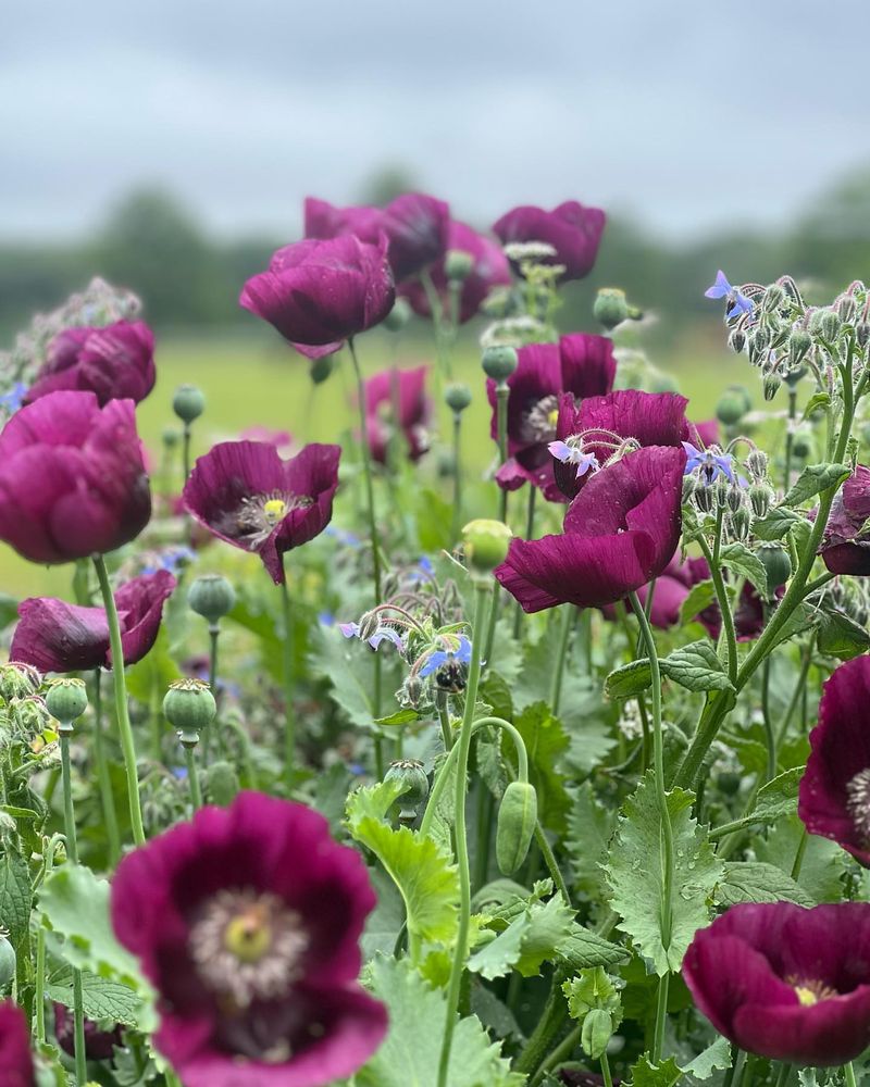 Opium Poppies