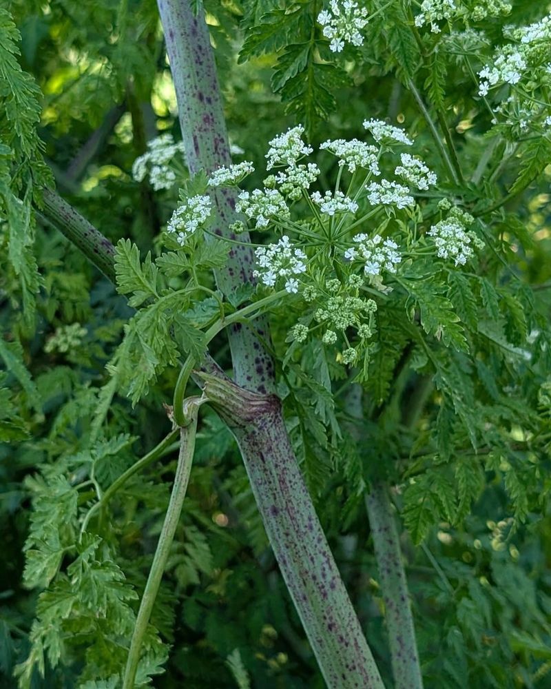 Poison Hemlock