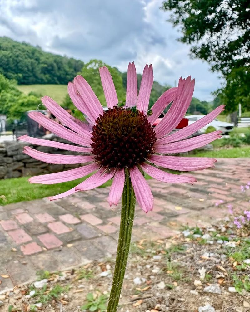 Tennessee Coneflower (Echinacea tennesseensis)