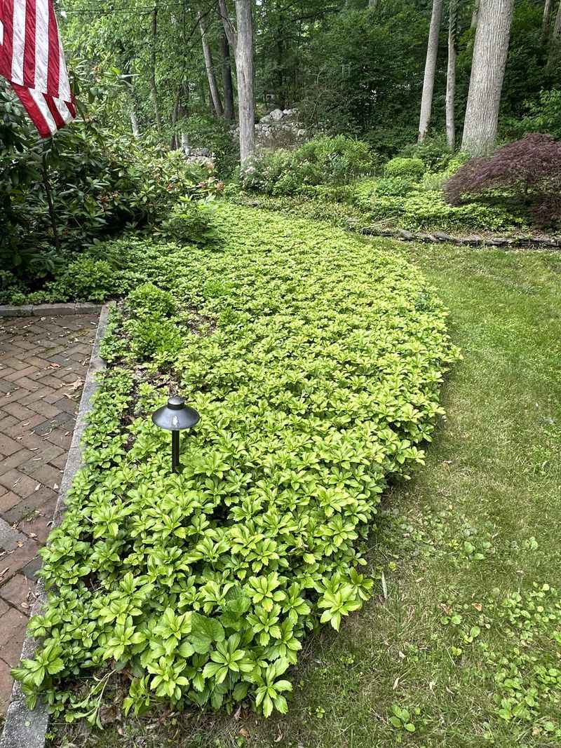 Japanese Spurge (Pachysandra terminalis)