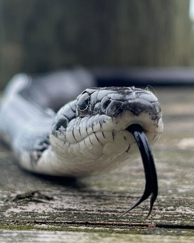 Black Rat Snake