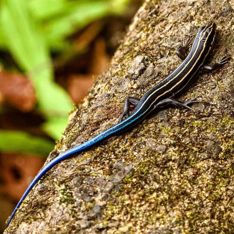 Five-Lined Skink