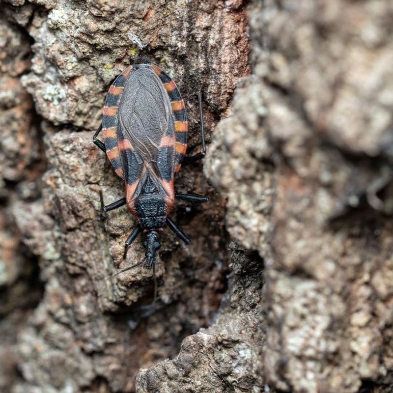 Kissing Bugs