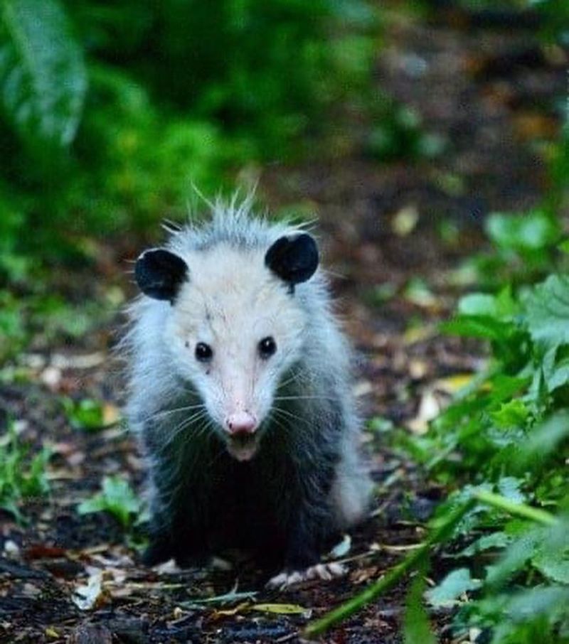 Garden Grub And Slug Eliminators