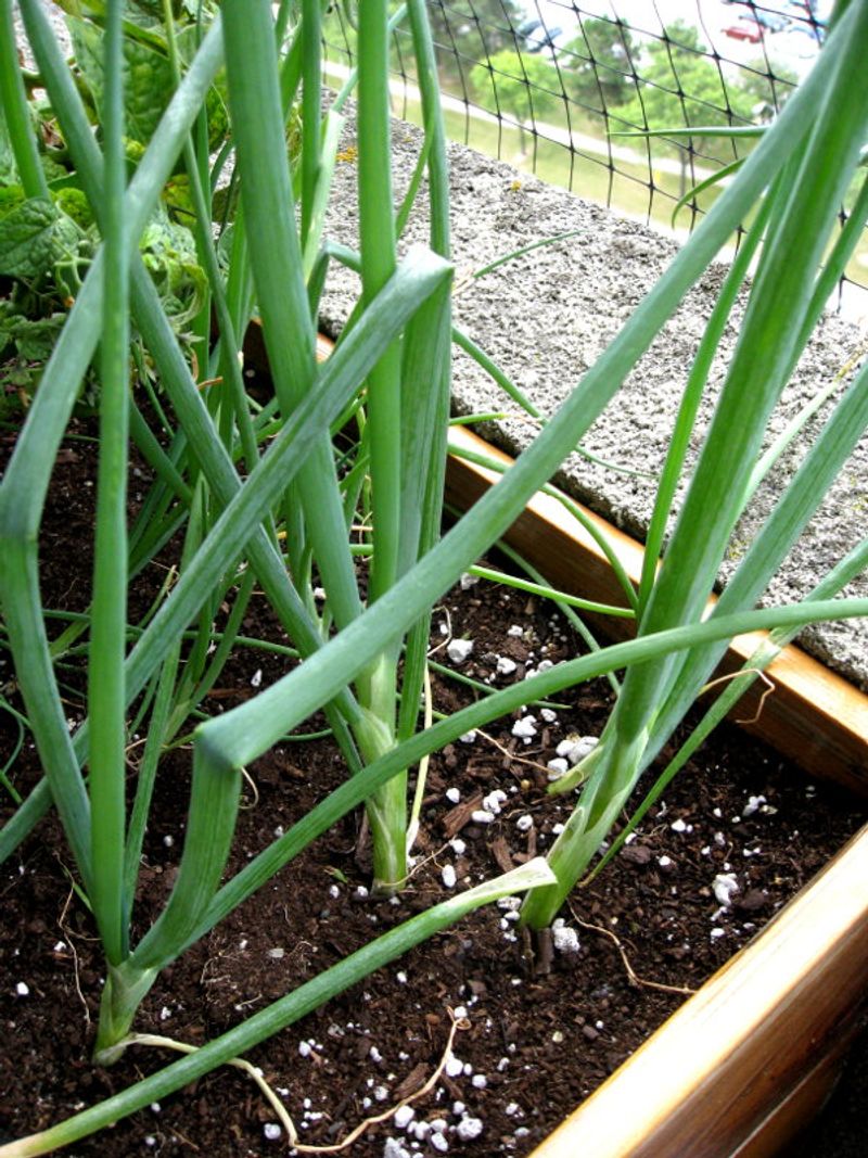 Green Onions