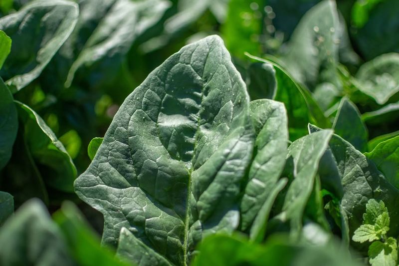 Spinach