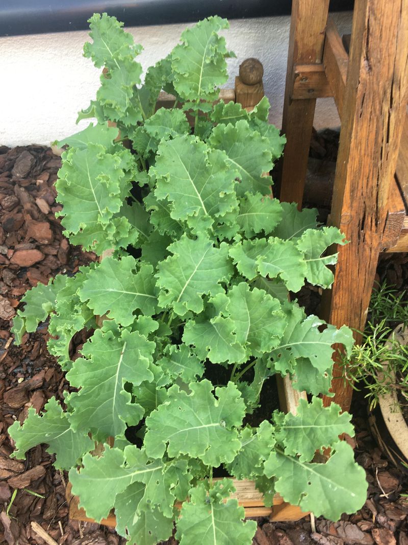 Kale