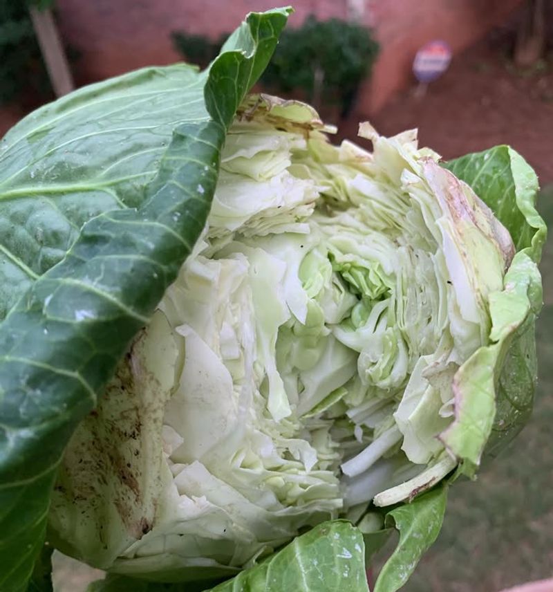 Cabbage Heads Crack Wide Open