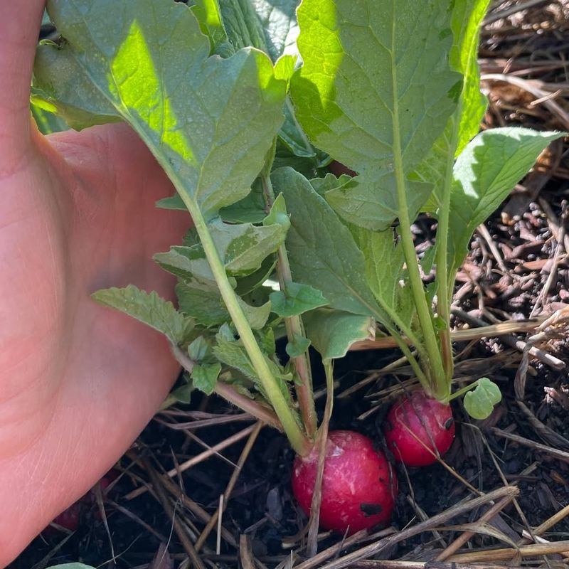 Radishes Reach Harvest Size Lightning Fast