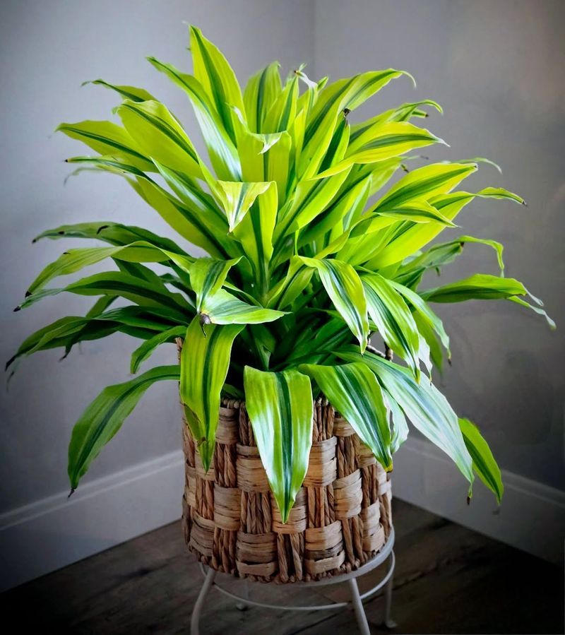 Dracaena
